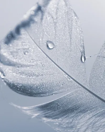 Feather white texture 4k abstract wallpaper