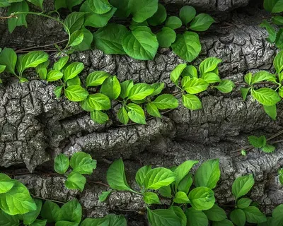 Leaves foliage trunk 4k abstract wallpaper