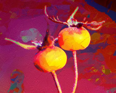 Rose hips art painting 4k abstract wallpaper