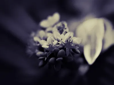 Abstract monochrome flower 4k aesthetic wallpaper