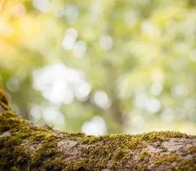 Background background view nature majestic nature 4k aesthetic wallpaper