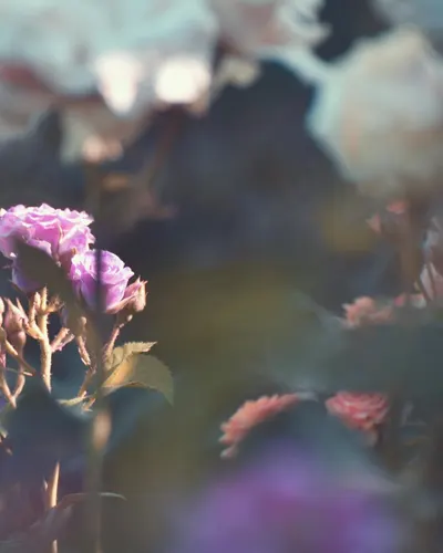 Blurred floral scene with pastel tones and soft focus, capturing the essence of  4k aesthetic wallpaper