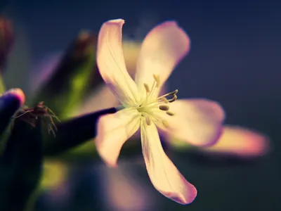 Flower macro bloom 4k aesthetic wallpaper