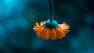 Flower macro full hd wallpaper 4k aesthetic wallpaper