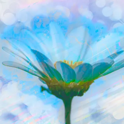 Flower plant inner peace 4k aesthetic wallpaper