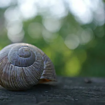 Shell snail dreamy 4k aesthetic wallpaper
