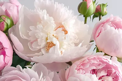 Soft Pink Peony Arrangement phone aesthetic wallpaper
