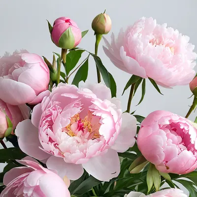 Soft Pink Peony Arrangement tablet aesthetic wallpaper
