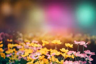 Spring flowers flower wallpaper 4k aesthetic wallpaper