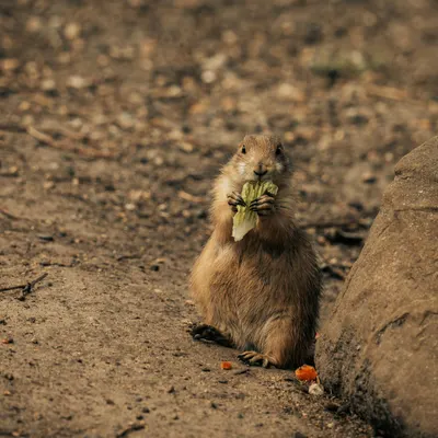 A cute prairie dog munching on lettuce in a natural outdoor setting. 4k anime wallpaper
