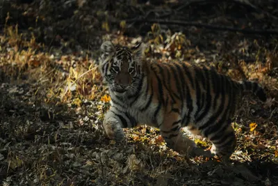A cute tiger cub frolicking in the autumn forest surrounded by dry leaves. 4k anime wallpaper