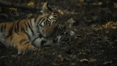 A serene baby tiger lying on the grass, captured in a moment of rest. 4k anime wallpaper