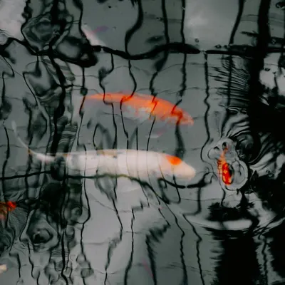 Artistic depiction of koi fish swimming beneath dark, reflective water. 4k anime wallpaper