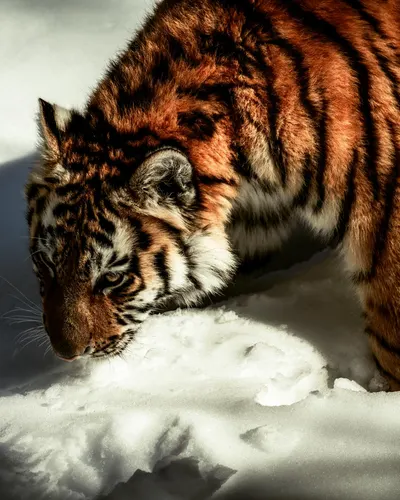 Beautiful tiger navigating through the snow, showcasing its majestic presence. 4k anime wallpaper