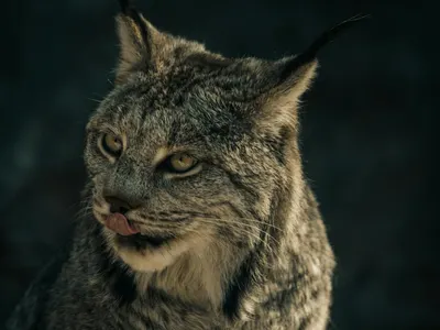 Close-up image capturing the intense gaze of a wild lynx, showcasing its natural 4k anime wallpaper