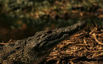 Close-up of a Nile crocodile basking in its natural environment, showcasing its  4k anime wallpaper