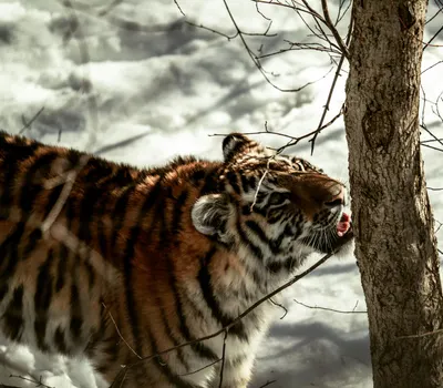 Close-up of a tiger exploring its snowy habitat with a curious gaze. 4k anime wallpaper