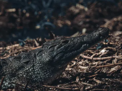 Crocodile resting in a natural environment, showcasing its textured skin and sha 4k anime wallpaper