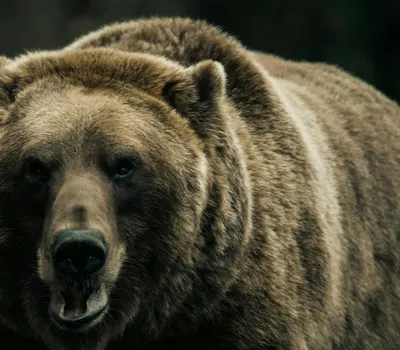 Intense close-up of a grizzly bear showcasing its natural strength and beauty. 4k anime wallpaper