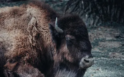 Peaceful American Bison resting in a natural setting, showcasing its majestic pr 4k anime wallpaper
