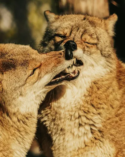 Two coyotes playfully interacting in an outdoor setting under sunlight. 4k anime wallpaper