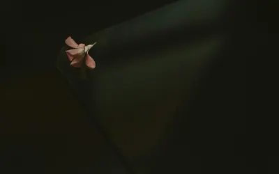 A close-up of a delicate pink petal resting on a dark surface, creating a moody  4k dark wallpaper