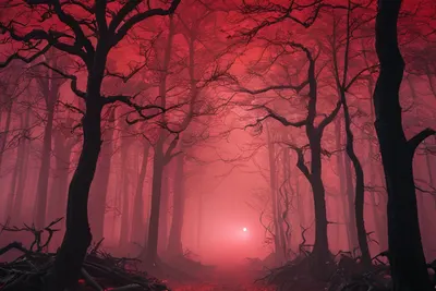Dark Forest Blood Moon phone dark wallpaper