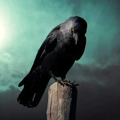 Fantasy crow mysterious 4k dark wallpaper