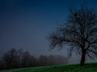 Tree fog forest 4k dark wallpaper