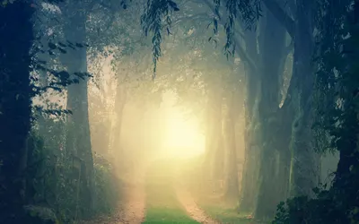 A serene and mystical forest pathway enveloped in mist during autumn, inviting e 4k fantasy wallpaper