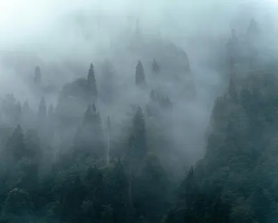 A serene view of a mist-covered forest with dense conifer trees in the Turkish m 4k fantasy wallpaper