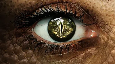 Crocodile crocodile eye crocodile woman hd fantasy wallpaper