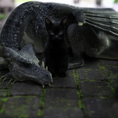 Dragon kitten companionship 4k fantasy wallpaper