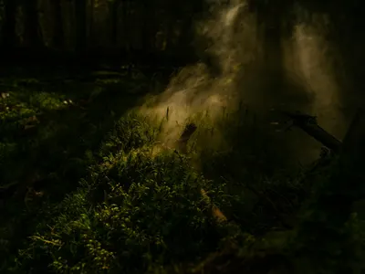 Eerie forest scene with fog and sunlight streaming through trees, creating a mys 4k fantasy wallpaper