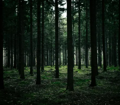 Explore the enchanting beauty of a dense forest filled with tall pine trees and  4k fantasy wallpaper