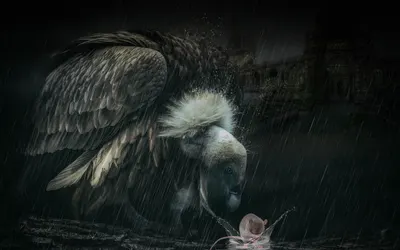 Fantasy nature vulture 4k fantasy wallpaper