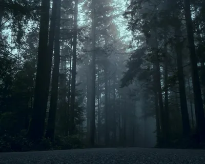 Moody forest scene with towering trees surrounded by dense fog at twilight 4k fantasy wallpaper