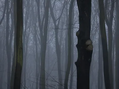 Mysterious forest scene with tall tree trunks shrouded in mist and fog. 4k fantasy wallpaper