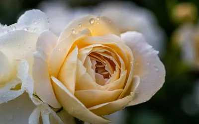 A close-up of a delicate yellow rose with dewdrops, showcasing its beauty and na 4k flowers wallpaper
