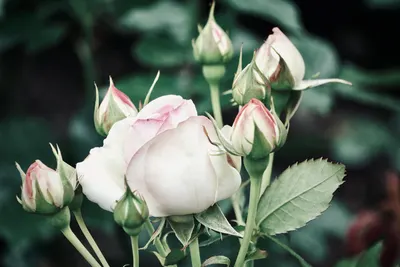 A delicate pink and white rose with buds in a lush garden setting, capturing bea 4k flowers wallpaper