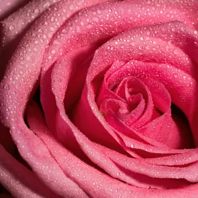 A detailed close-up of pink rose petals adorned with dewdrops, showcasing nature 4k flowers wallpaper