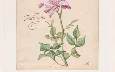 A Dictamnus hd flowers wallpaper