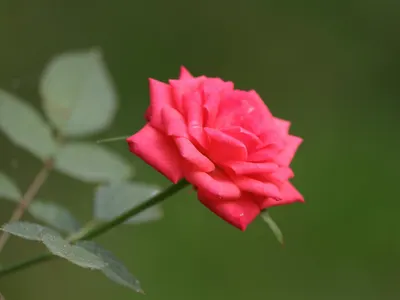 A stunning close-up of a vibrant pink rose against a lush green background, show 4k flowers wallpaper