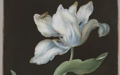 A tulip, a butterfly of the species Arctia caja (garden tiger moth), and a beetl hd flowers wallpaper