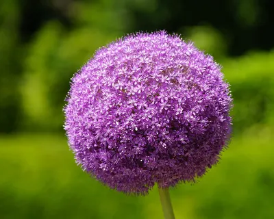 Allium flowers plant 4k flowers wallpaper