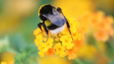 Bee beautiful flowers flower 4k flowers wallpaper