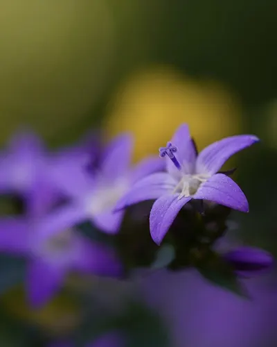 Blossom bloom flower 4k flowers wallpaper