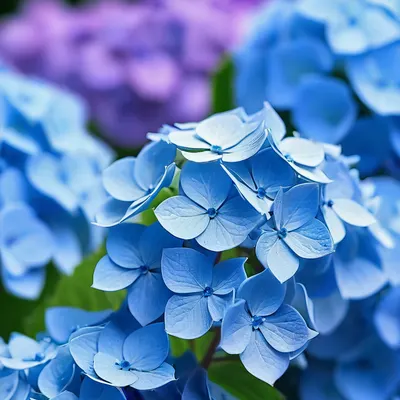Blue Hydrangea Close Up phone flowers wallpaper