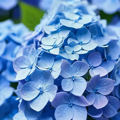 Blue Hydrangea Close Up phone flowers wallpaper