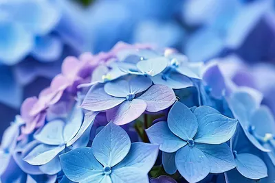 Blue Hydrangea Close Up tablet flowers wallpaper